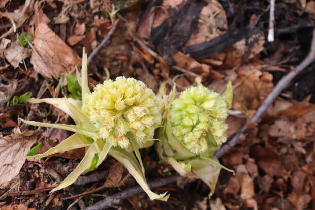 Белокопытник Petasítes