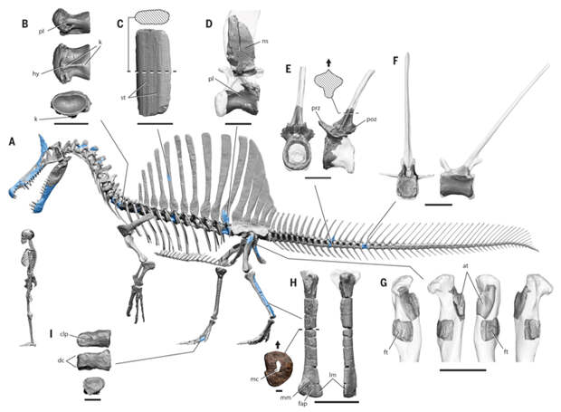 Реконструированный скелет полувзрослой 8-метровой особи S. mirabilis в сравнении со скелетом современного человека ростом 170 см