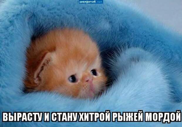 Картинки, юмор, приколы
