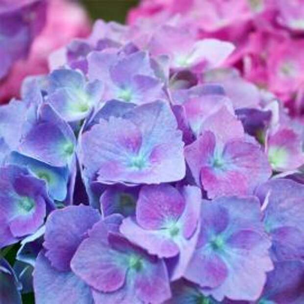 Гортензия крупнолистная (Hydrangea macrophylla)