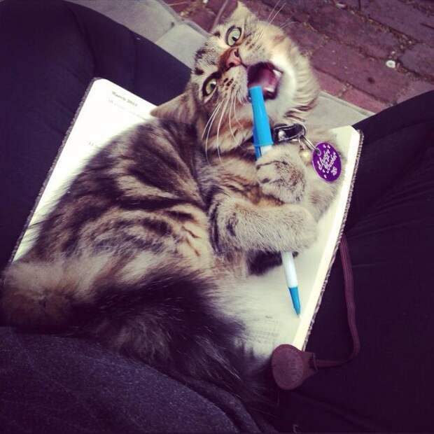 кошка мешает писать