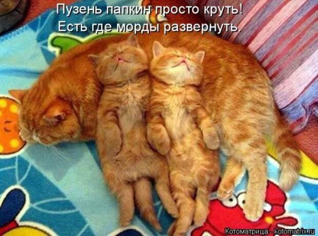 Прикольные котоматрицы. Весёлые коты