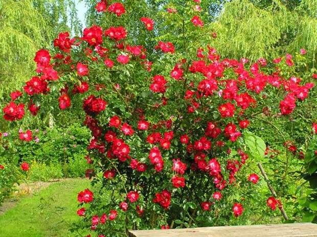 Сорт «Дортмунд»