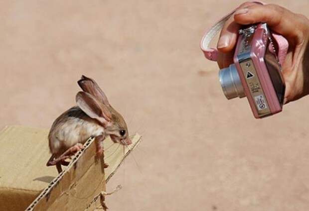 Длинноухий тушканчик (лат. Euchoreutes naso) (англ. Long-eared jerboa)