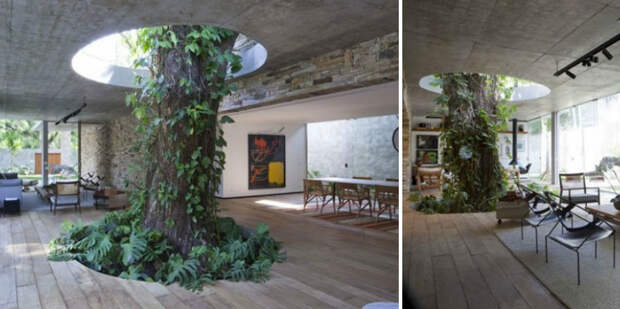 47. Большое дерево, растущее внутри гостиной. дизайн, дом, идея, креатив