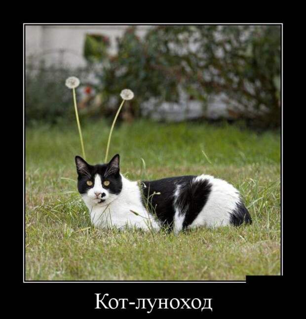 Демотиваторы бревно, демотиваторы, юмор