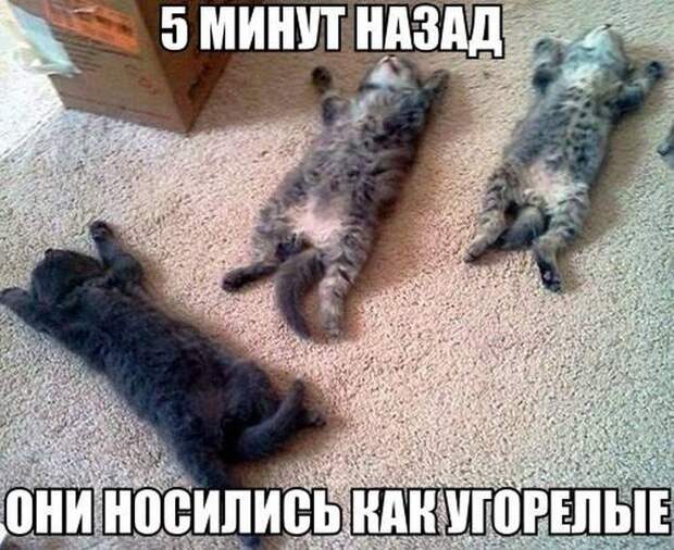 Смешные картинки с подписями  картинки, прикол, юмор