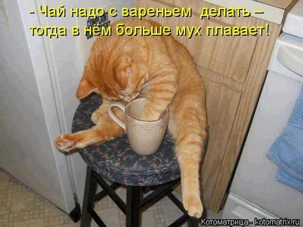 Лучшие котоматрицы недели