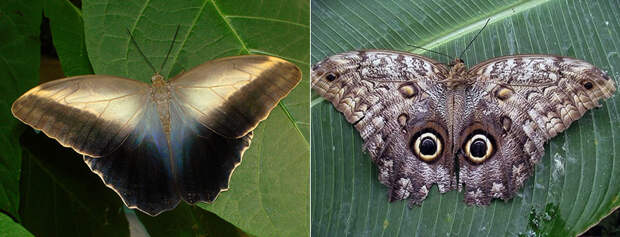 Бабочка-калиго