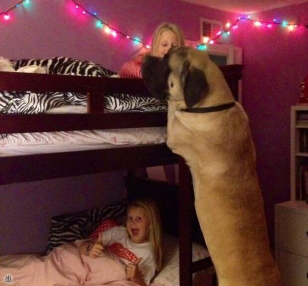 Зверушки и ребятишки 22