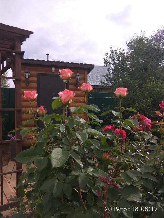 Ради этой красоты забываешь все хлопоты по уходу за ними!