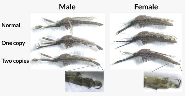 a composite image showing how female anatomy changed when the doublesex gene was disrupted