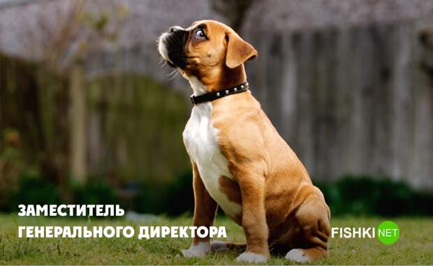 Слишком активный Слишком активный животные, юмор