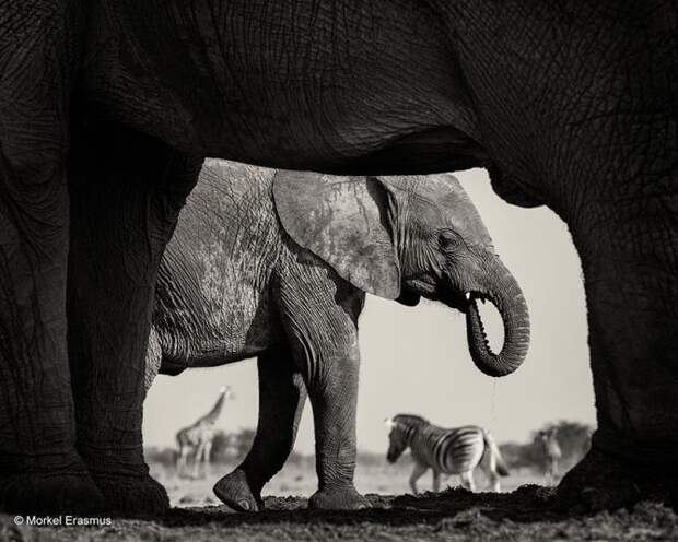 Забавные, яркие, необычные фотографии животных на конкурсе Wildlife Photographer of the Year 2015