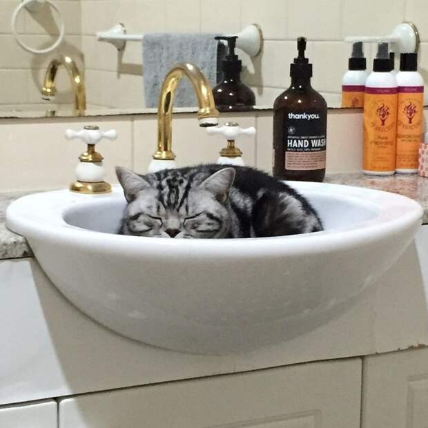 Смешные и забавные кошки