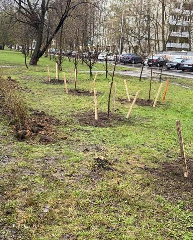 Возможно, это изображение (трава и дерево)