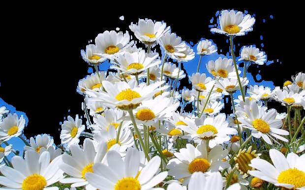 5227673_0_6d76d_19dadcb5_XL (700x437, 468Kb)