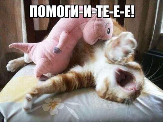 Картинки, юмор, приколы