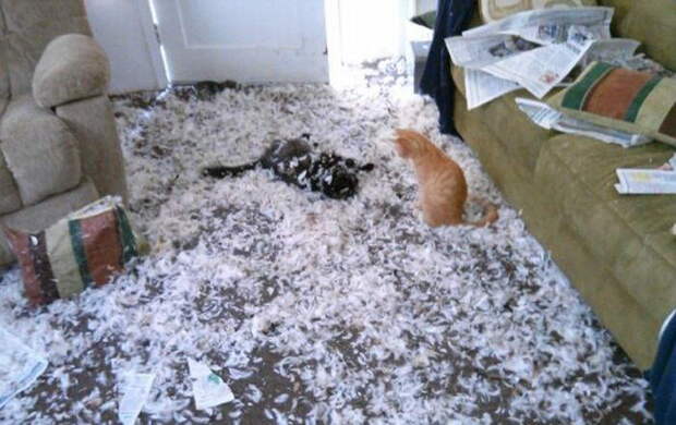 Приколы с котами. часть 12 (29 фото)