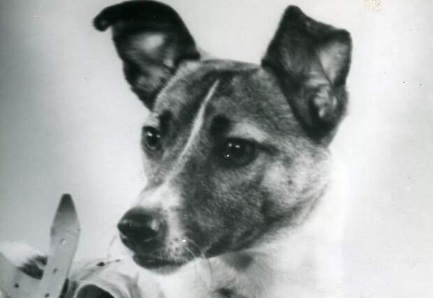 Как умерла знаменитая "космическая" Лайка