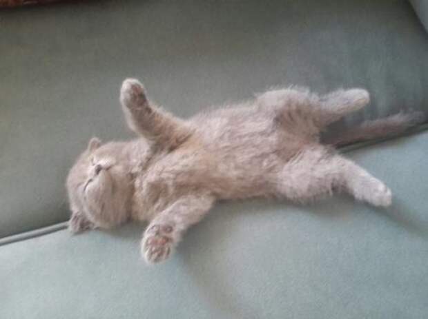 Спящие котята