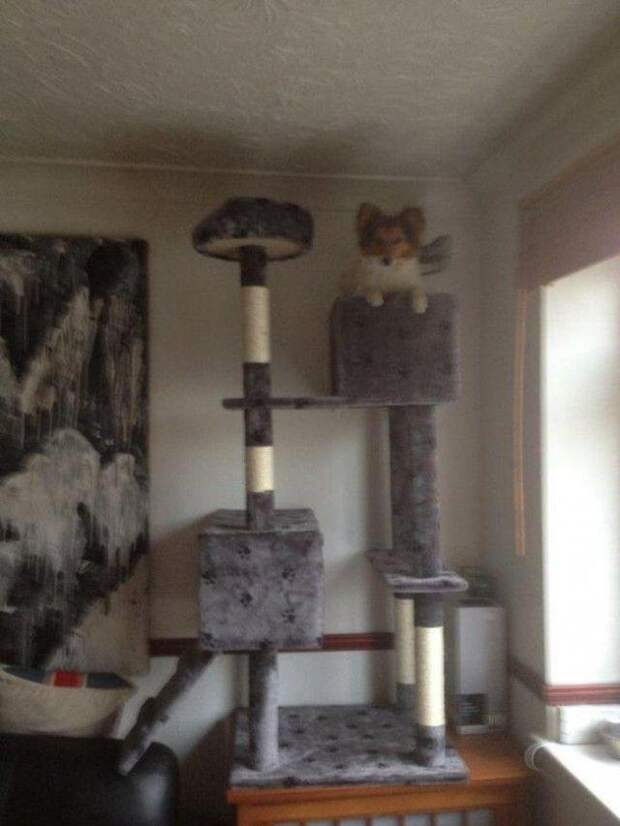 Смешные собаки, которые думают, что они кошки Смешные собаки, которые думают, что они кошки