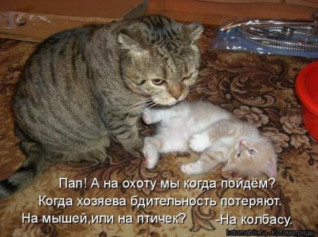 Новая котоматрица для хорошего настроения (37 фото)