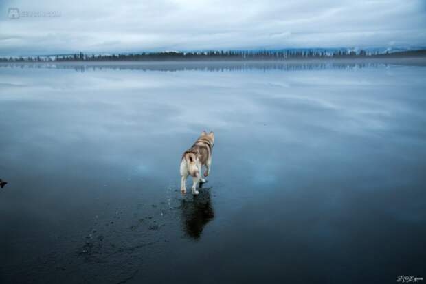 Сибирские хаски на озере (30 фотографий)