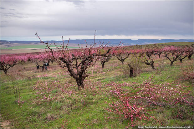Цветение персиков в Крыму,