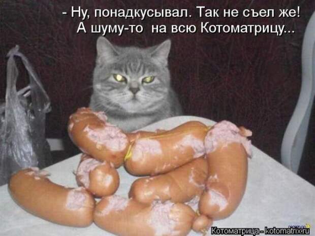 котоматрицы (50 фото)