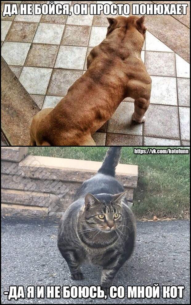 Да не бойся, он просто понюхает... Да не бойся, он просто понюхает...