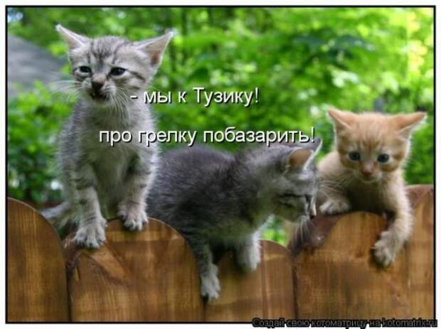 котоматрицы (50 фото)