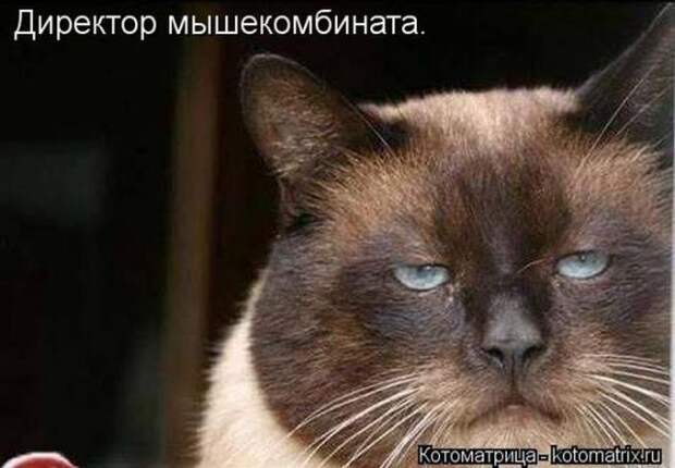 котоматрицы (50 фото)