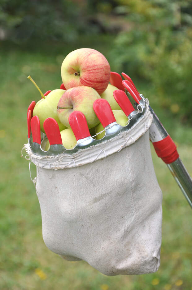 Убрать яблоню. Плодосборник для яблок. Сниматель яблок с дерева. Мешок для сбора яблок. Приспособление для сбора яблок.