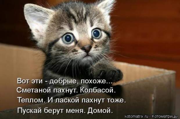 Котоматрицы (картинки с надписями)