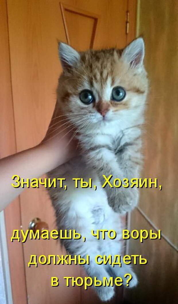 Лучшие котоматрицы недели (50 фото)