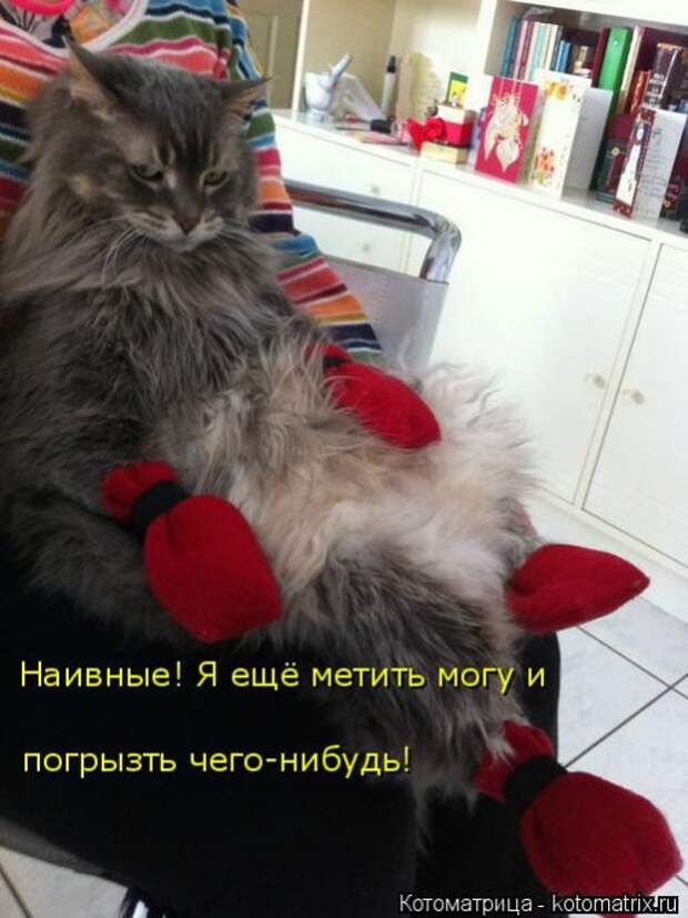Новая котоматрица на Бугаге (32 фото)