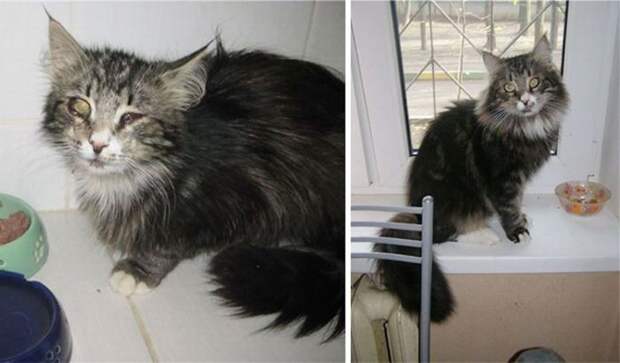 Подборка фотографий спасенных кошек Подборка фотографий спасенных кошек животные, коты