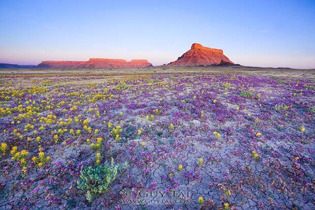 UtahDesert05 Цветущая пустыня Анза Боррего