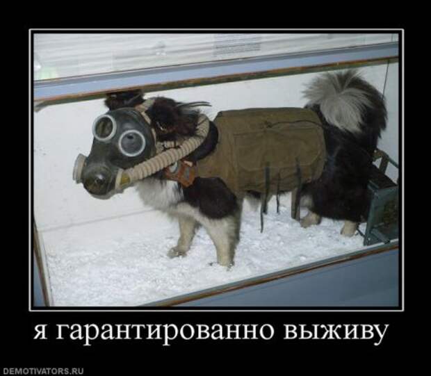 Демотиваторы это не просто прикольные фотки, но еще и множество смешных подписей.