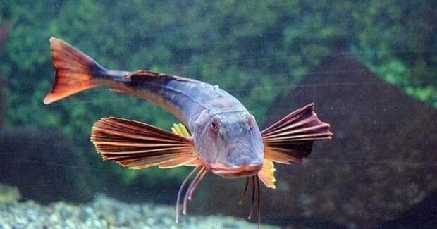 Рыба тригла — странный монстр из Чёрного моря