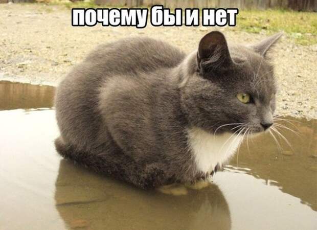 Смешные картинки с подписями  картинки, прикол, юмор