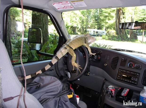 Прикольные противоугонки (50 фото) Прикольные противоугонки (50 фото)