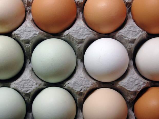 eggs
