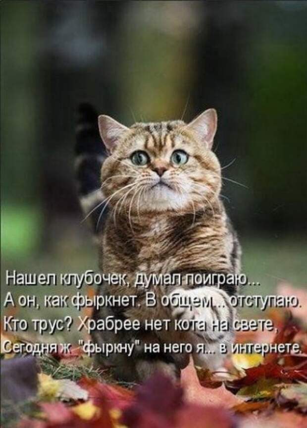 Уфф!!! Ну наконец-то! Котоматрицы великолепные, каждая с улыбкой, позитивом и хорошим настроением!