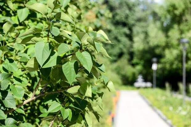 В Краснодаре стартует комплексное озеленение улиц: где посадят молодые деревья