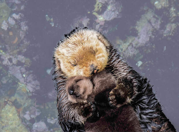 baby-otter-sleeps-mother-belly-monterey-bay-aquarium-3