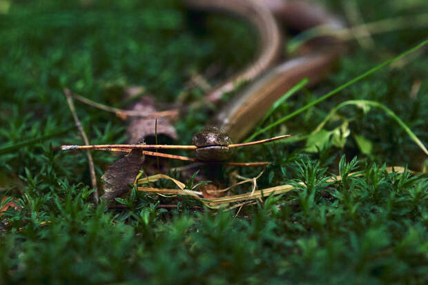 Подмосковные экологи дали советы, как обезопасить себя в сезон ужей и гадюк
