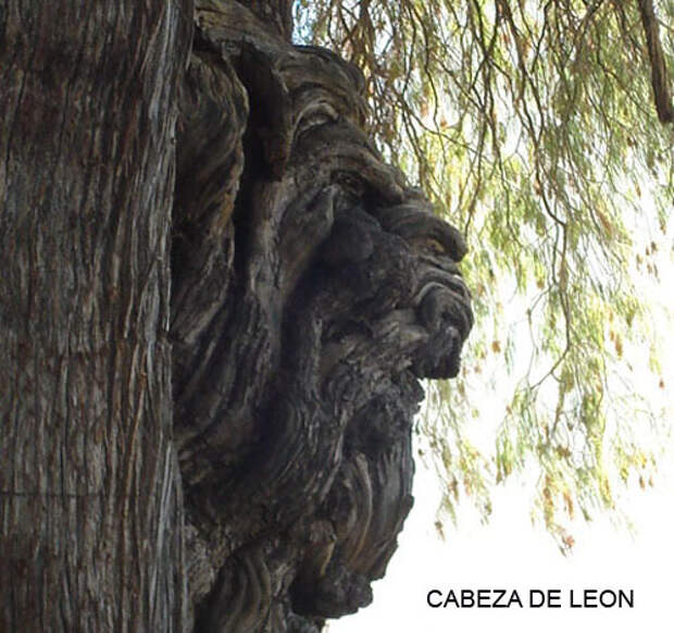 La Cabeza de León (нарост на Дереве Туле) - Fotografía de José Manuel Aguirre Martín