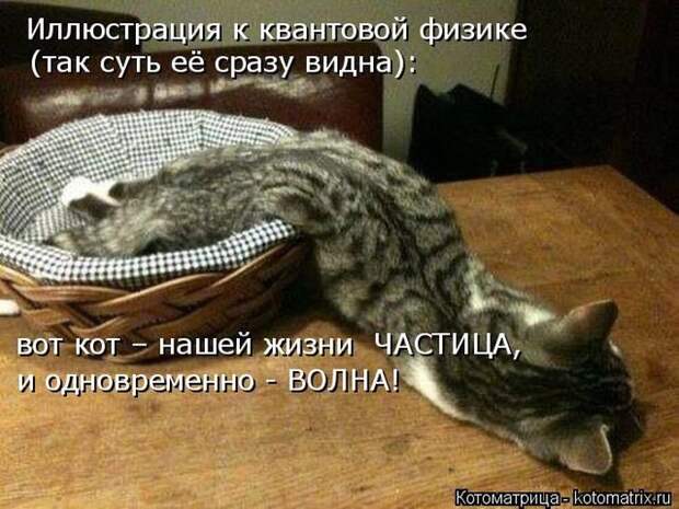 Прикольные котоматрицы - смешные кошки Прикольные котоматрицы - смешные кошки